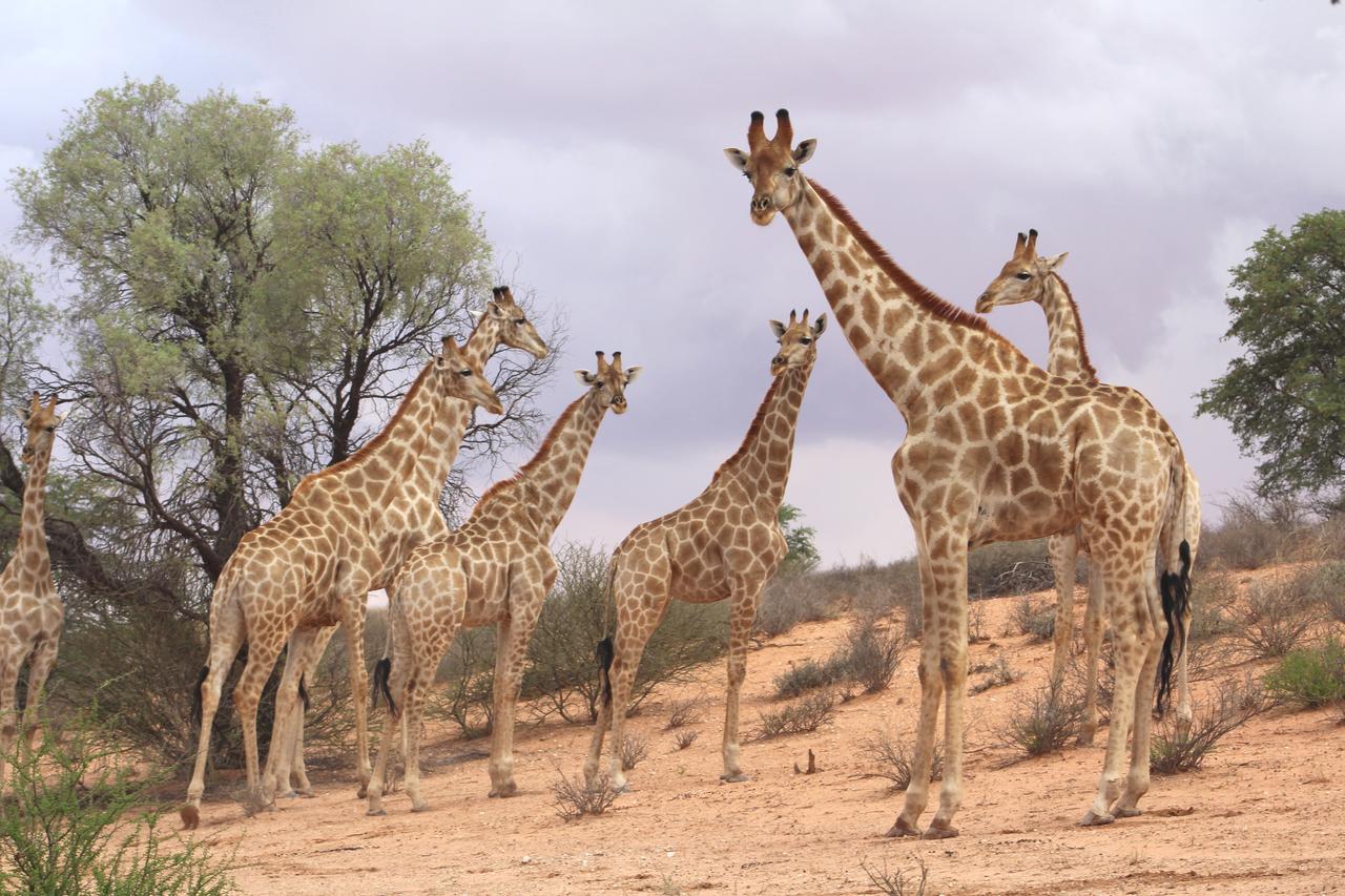 Kgalagadi Lodge Askham Buitenkant foto